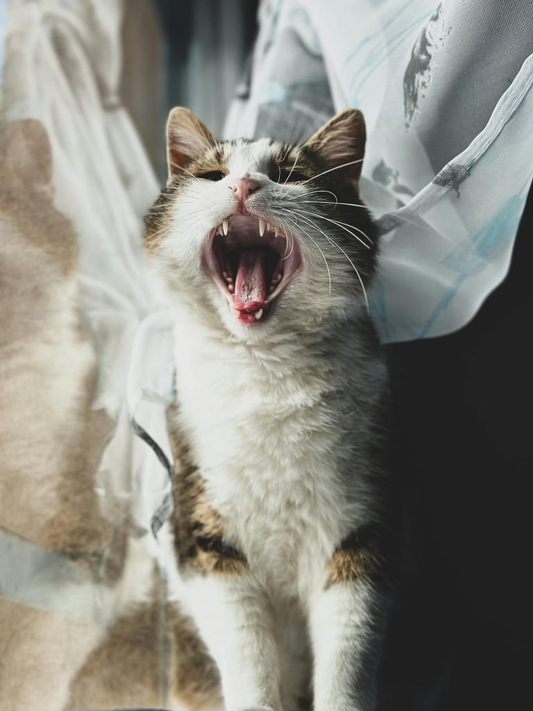 A cat yawning as a representation of falling teeth in a dream