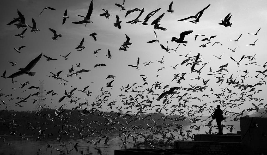 An image of many birds flying over a river and a human feeding them because that is how you manifest abundance.